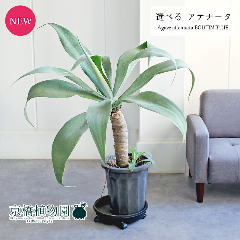 楽天市場】【現品】アガベ・アテナータ 8号 黒鉢【選べる観葉植物