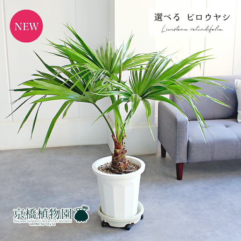 楽天市場】【現品・現物】ビロウ椰子 ビロウヤシ 9号 F6番