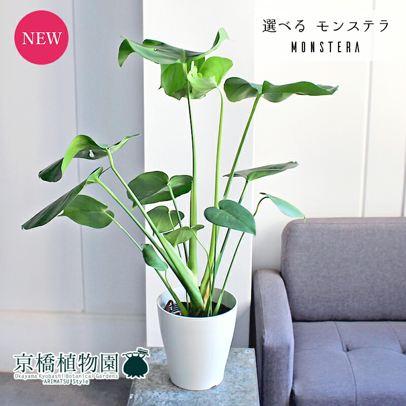 楽天市場】白陶器鉢入りモンステラ 高さ 50センチ【送料無料