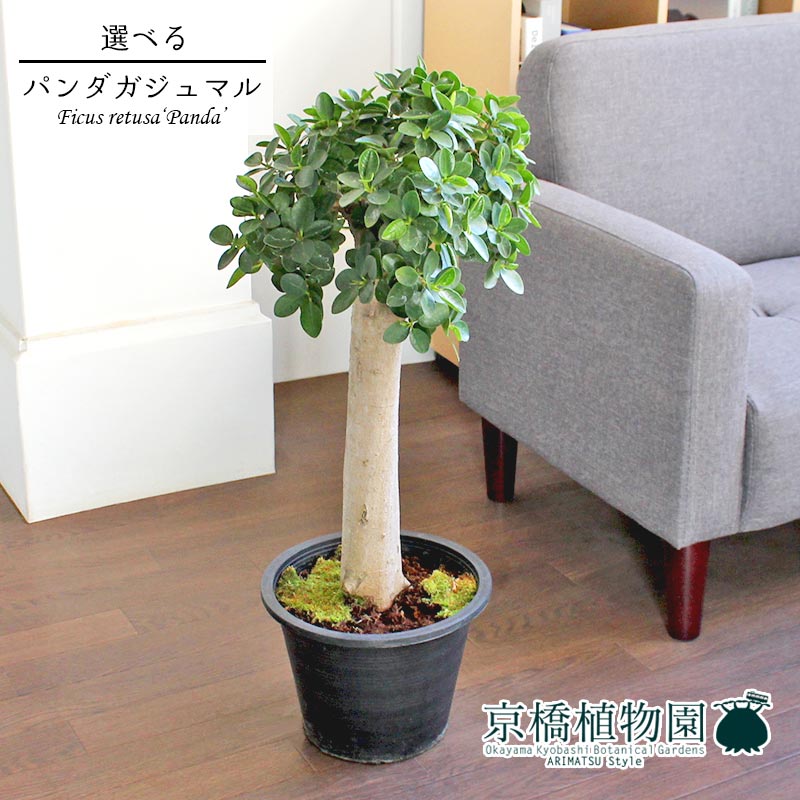 Ssクーポン配布中 現品 パンダガジュマル フィカス パンダ 8号 朴仕立て 選べる観葉植物 観葉植物 大型 インテリア おしゃれ 人気 引越し祝い 開店祝い 新築祝い お祝い 楽天 通販 観葉 ギフト プレゼント Vartivarjaklian Com