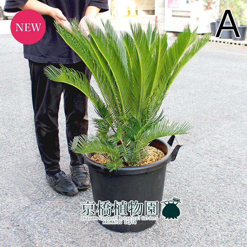 楽天市場】【30日はP5倍！】【現品】サボテン エキノプシス