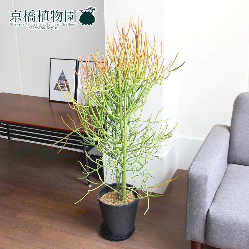 ミルクブッシュ 青珊瑚 7号 Amedf Com Br