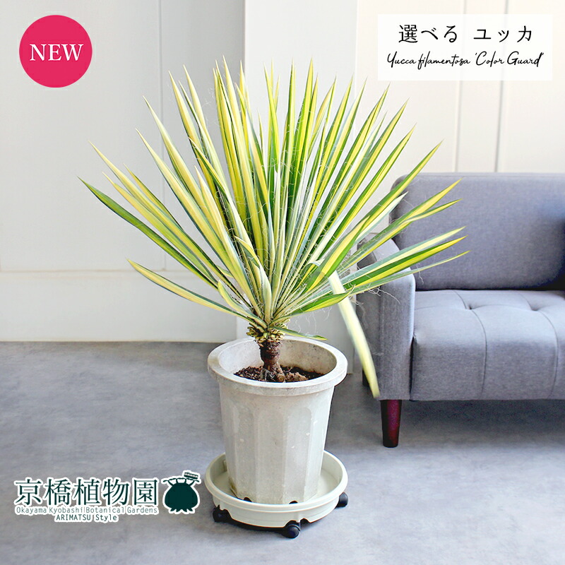 【現品】ユッカ・フィリフェラ　古木　10号（1） 楽天市場】【20日はP5倍！】【現品】ユッカ・フィリフェラ 古木