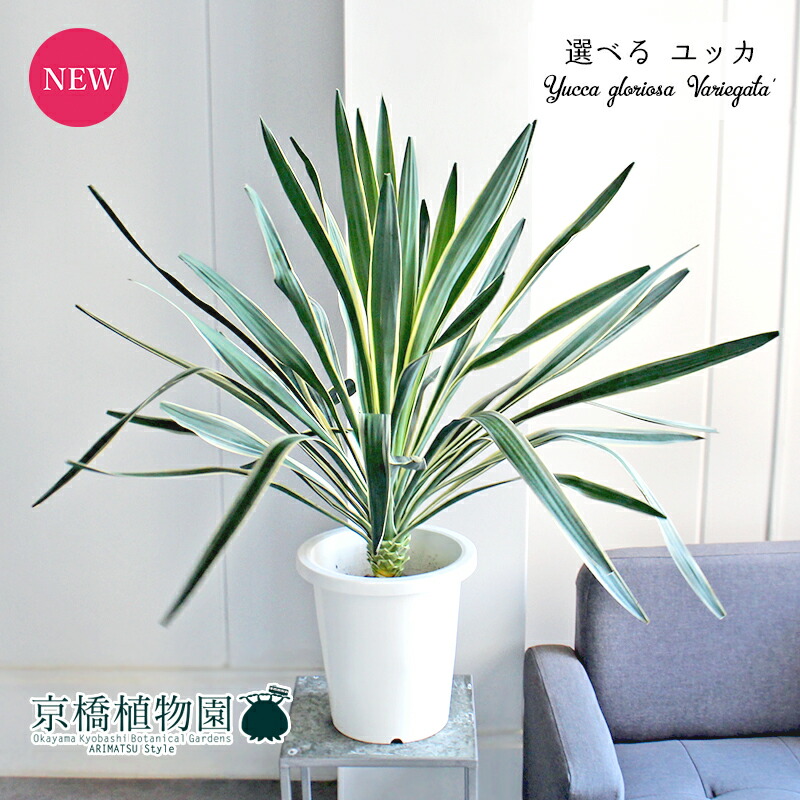 ユッカ バッカタ　コレクション株　観葉植物 ユッカ バッカタ コレクション株 観葉植物