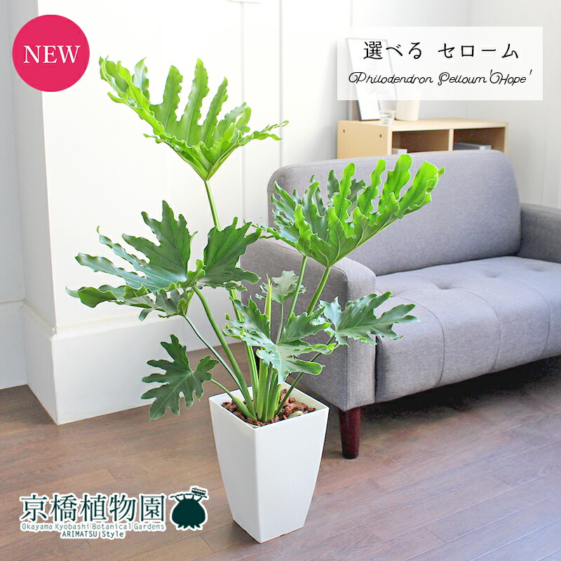 現品 フィロデンドロン セローム 望み 8号数 白み角鉢 選べる観葉植物 植物 家具 乙 流行 家移りお祭 開店祝い 新築祝い お祝い 楽観 通販 鉢植え観葉 お土産 つけ届け Mariashirts Com