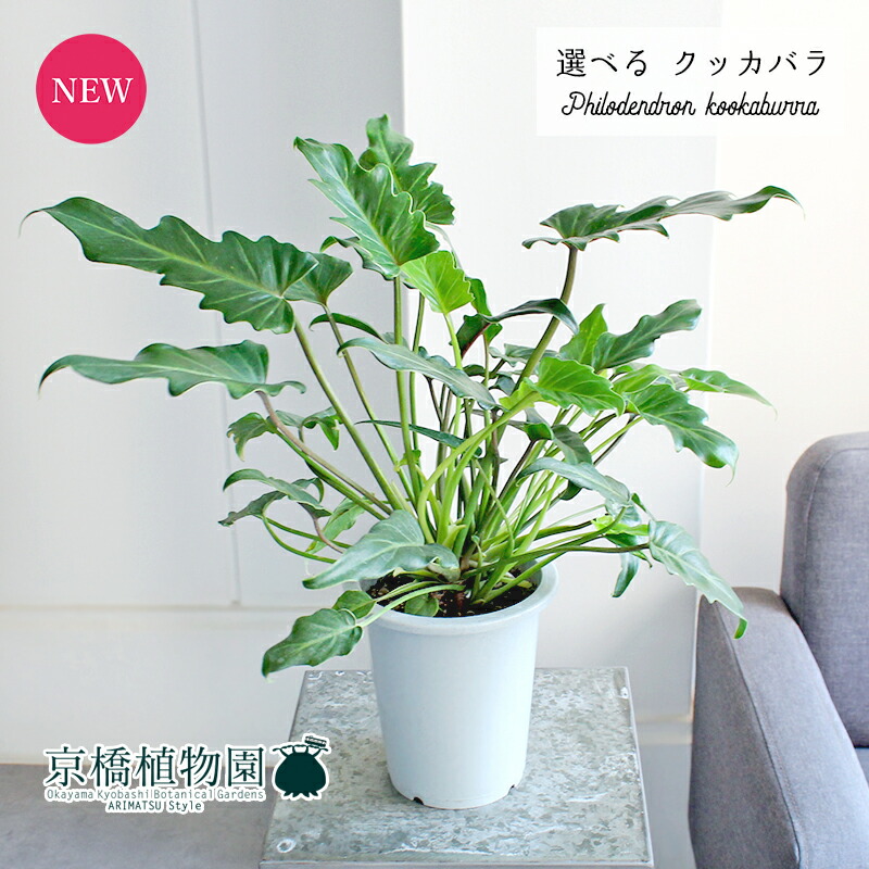 クッカバラ写真株8寸70センチ位 k5w-new.jpg