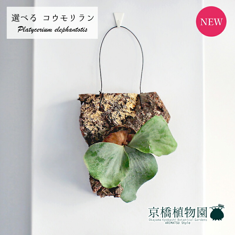 【現品】コウモリラン/ビカクシダ・ビフルカツム　コルク板付き　吊り下げ（9） kwb-yk-1.jpg