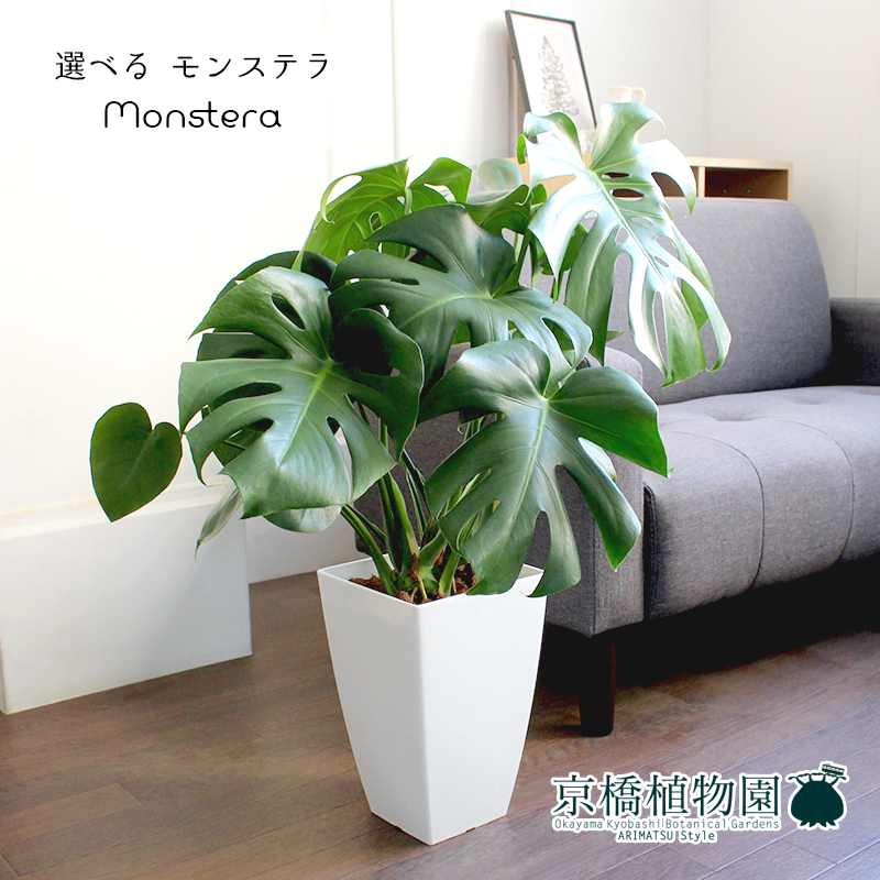 現品 モンステラ 8号数 ホワイト角鉢 6 11 選べる観葉植物 観葉植物 引越慶典 開店祝い 造り祝い 引っ越し祝い お祝い 育て易しい 貰物 スーヴェニア Lindsaymayphotography Com