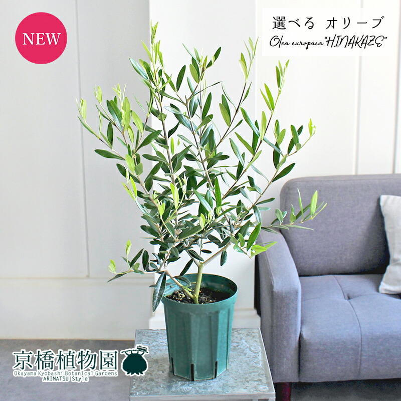 楽天市場】【マラソンクーポン有】【現品】ユーカリ・グニー 7号 楽天市場】【マラソンクーポン有】【現品】ユーカリ・グニー 7号