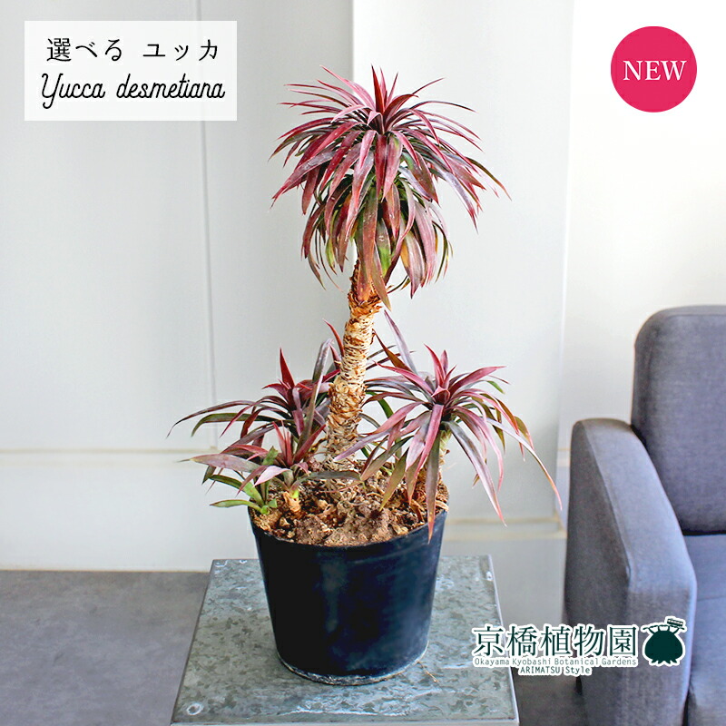 楽天市場】【マラソンクーポン有！】【現品】ユッカ・フィリフェラ