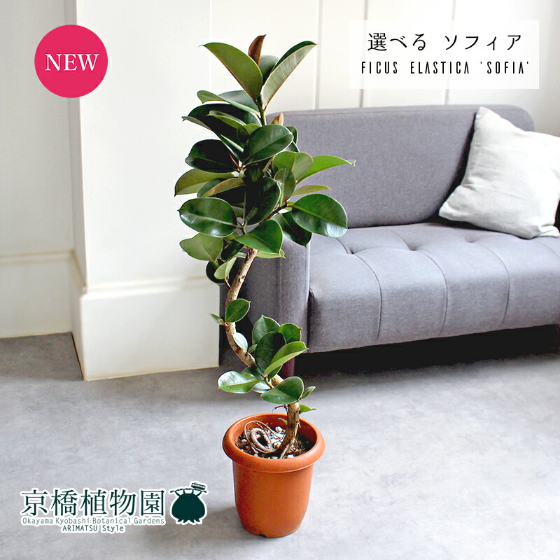 楽天市場】管理番号1266【現品・現物】【販売】サボテン