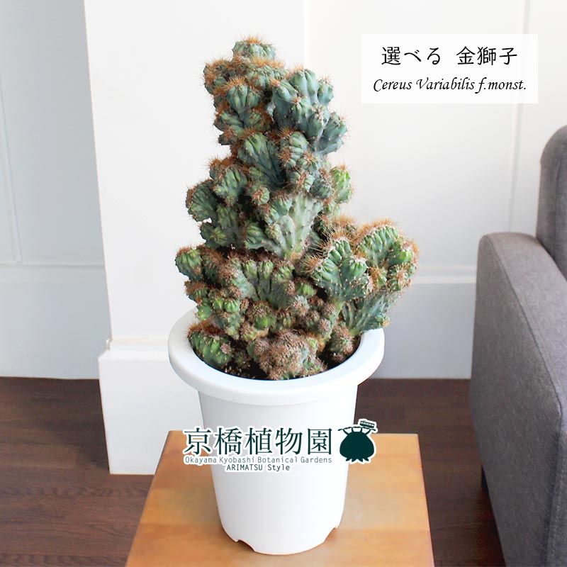 現品 サボテン 金獅子 キンジシ 6号 白鉢 選べる観葉植物 インテリア おしゃれ 人気 楽天 通販 ギフト プレゼント Loeschenart Com