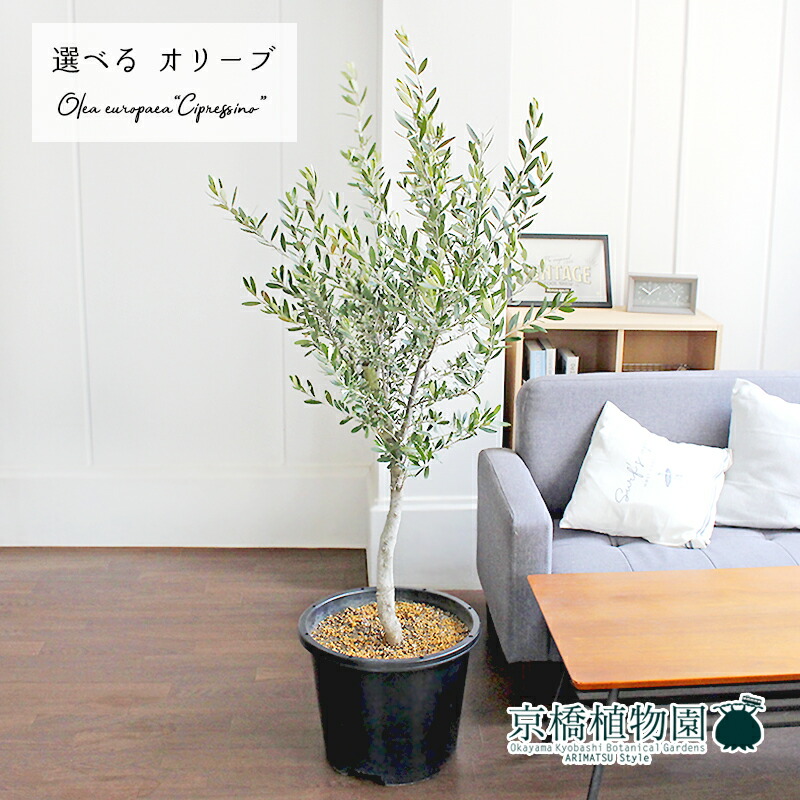 オリーブ 12号 シプレッシーノ チプレッシーノ 花・観葉植物 | lunatici.it