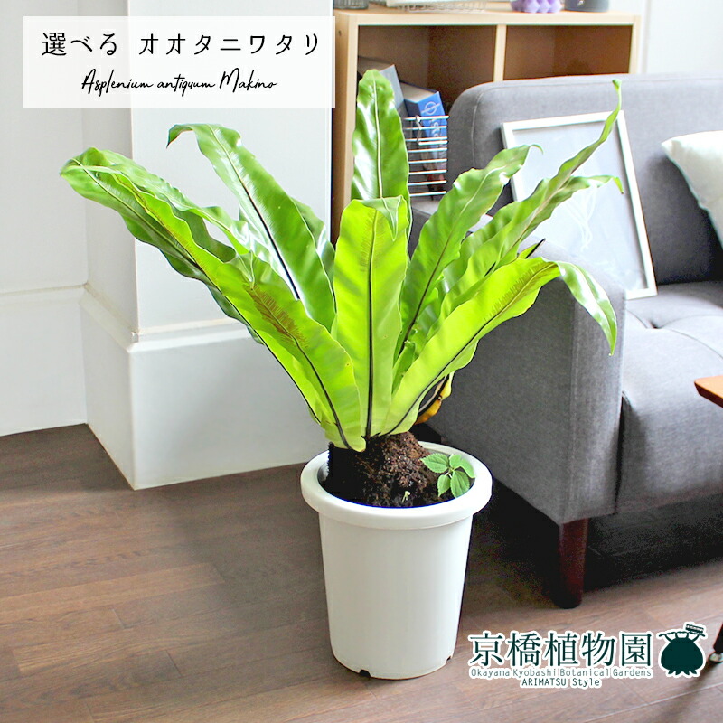 現品 オオタニワタリ 8号 選べる観葉植物 植物 インテリア おしゃれ 人気 引越し祝い 開店祝い 新築祝い お祝い 楽天 通販 鉢植え観葉 ギフト プレゼント Loeschenart Com