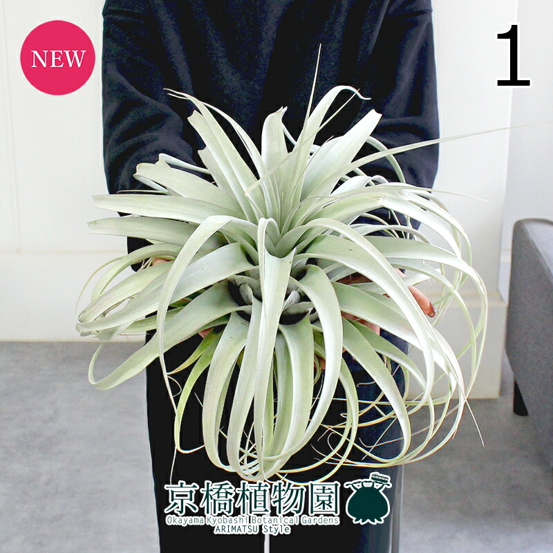 楽天市場】チランジア（キセログラフィカ：特大） 3Lサイズ 苗 1株