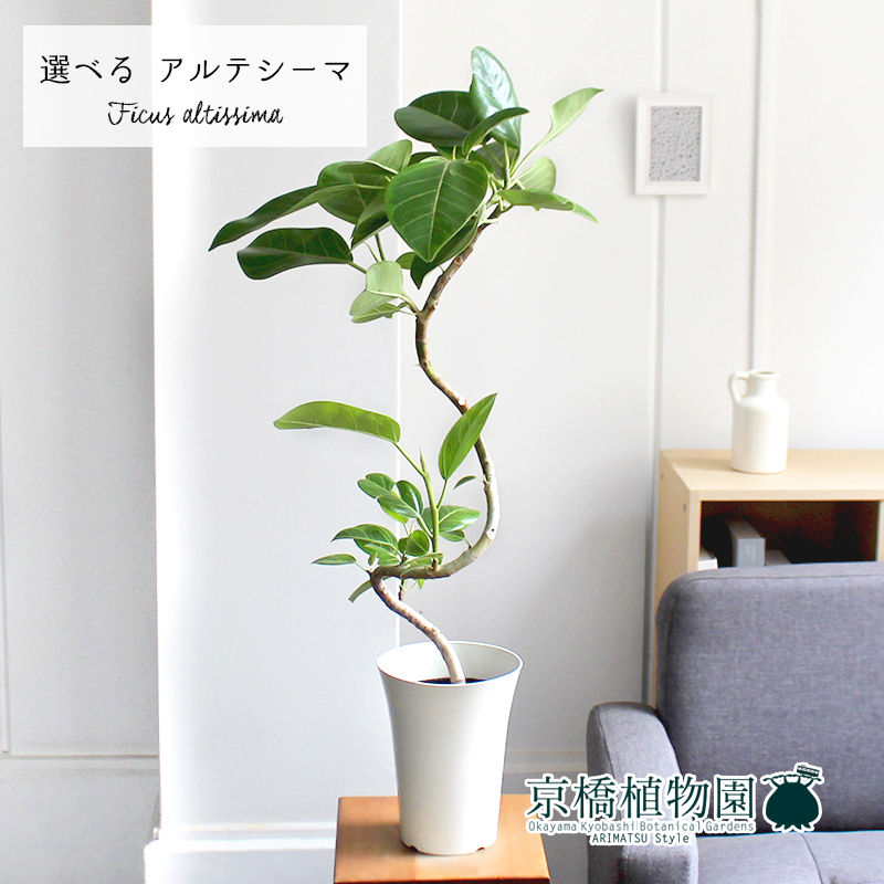 現品 フィカス アルテシーマ 6号 曲がり 白プラスチック鉢 46 49 選べる観葉植物 植物 インテリア おしゃれ 人気 引越し祝い 開店祝い 新築祝い お祝い 楽天 通販 観葉 ギフト プレゼント Butlerchimneys Com