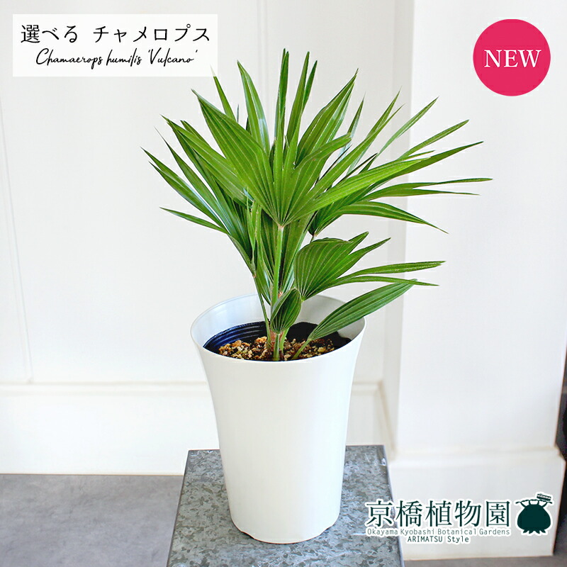 楽天市場】【現品発送】チャメロプス ボルケーノ 7号鉢植え【AZ
