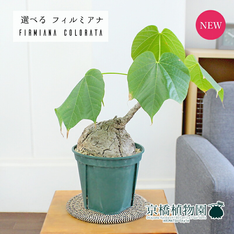 楽天市場】【ケース販売：4入】 フィルミアナ（コロラータ） 5寸