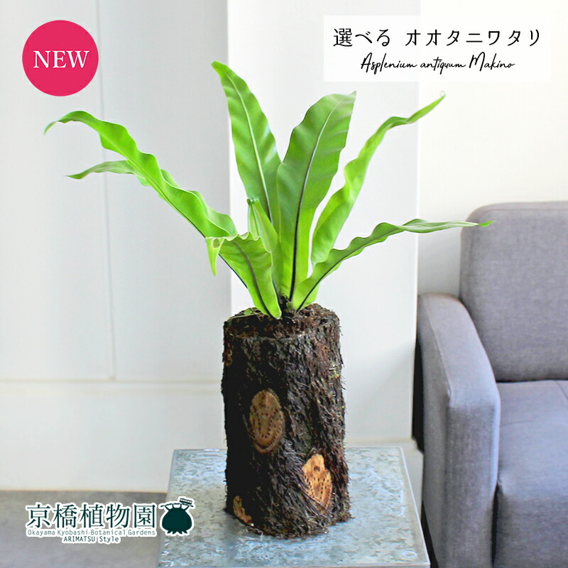 楽天市場】おしゃれ 観葉植物：オオタニワタリ ヘゴ板付 鉢カバー*麻布