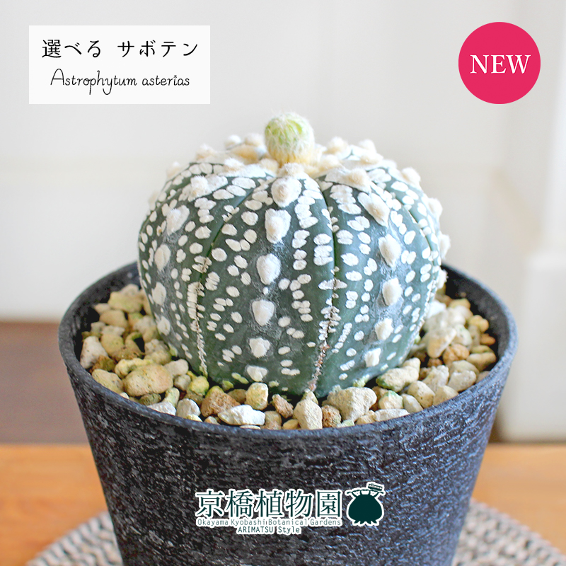 王冠竜　12 楽天市場】【現品】サボテン 王冠竜 12号 黒鉢【選べる観葉植物