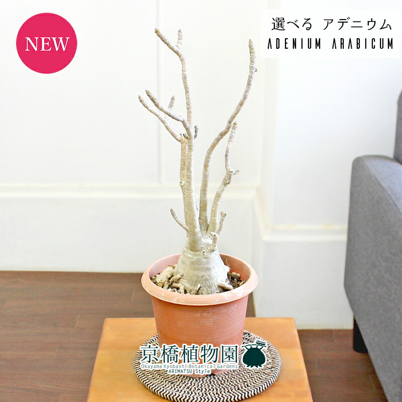 楽天市場】コーデックス アデニウム アラビカム 太幹タコ足 5号鉢