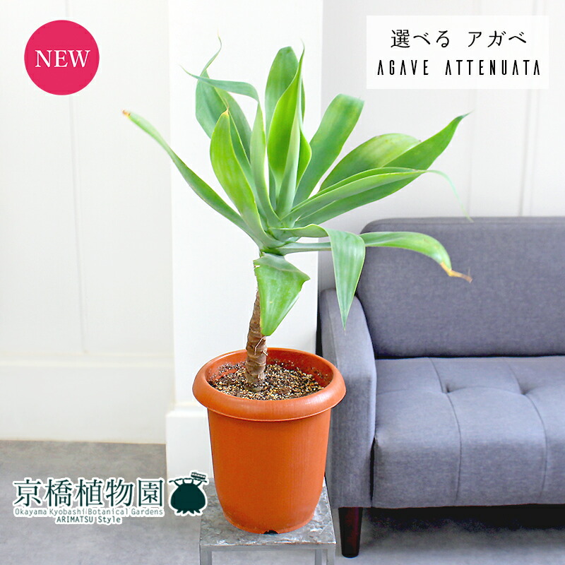 ひ*ー様 アガベ アテナータ 幹立ち株 葉先90cm 白鉢付き 観葉植物 ドライ ☆幹立ちがカッコいい☆アガベ・アテナータ(白斑) 6号 | GREEN