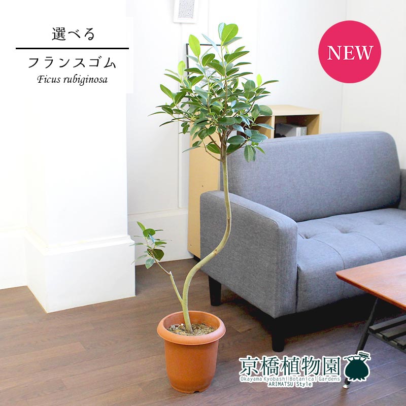 現品 フランスゴム 曲がり 7号 茶鉢 選べる観葉植物 植物 インテリア おしゃれ 人気 引越し祝い 開店祝い 新築祝い お祝い 楽天 通販 鉢植え観葉 ギフト プレゼント Educaps Com Br