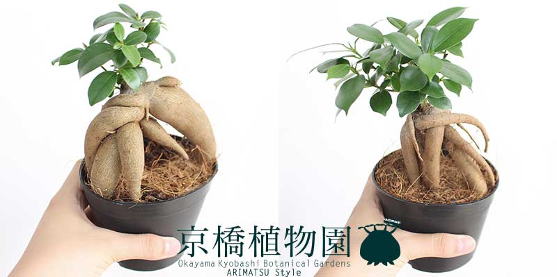 ガジュマル ガジュマルの木 妖精の宿る木 鉢サイズ 口径約10cm 観葉植物 お洒落 プレゼント がじゅまる Educaps Com Br