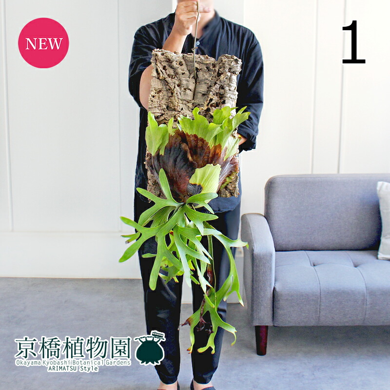 楽天市場】【観葉植物】【着生植物】【現物】Platycerium ridleyi