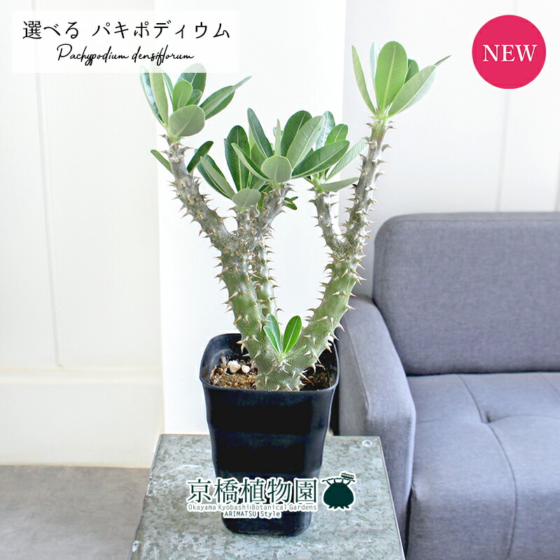 楽天市場】【現品】サボテン 吹雪柱（フブキチュウ） 8号 白鉢（1