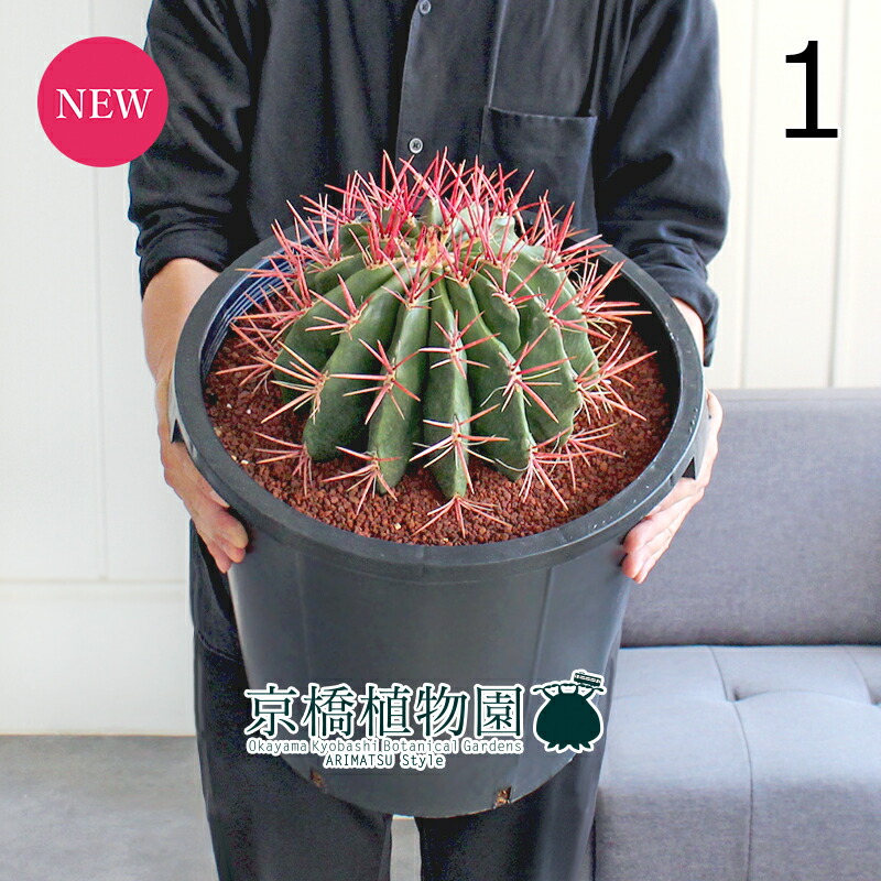 【現品】サボテン　吹雪柱（フブキチュウ）　8号　白鉢（1） 楽天市場】【20日はP5倍！】【現品】サボテン 吹雪柱