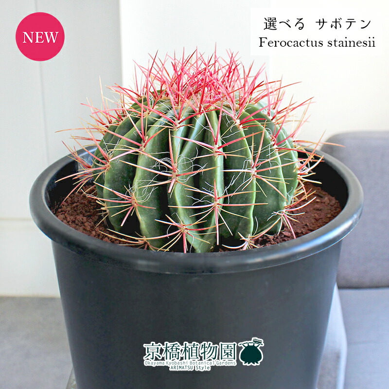 【現品】サボテン　赤鳳（セキホウ）　9号　白セラアート鉢（1） 現品】サボテン 赤鳳（セキホウ） 9号 白セラアート鉢（1