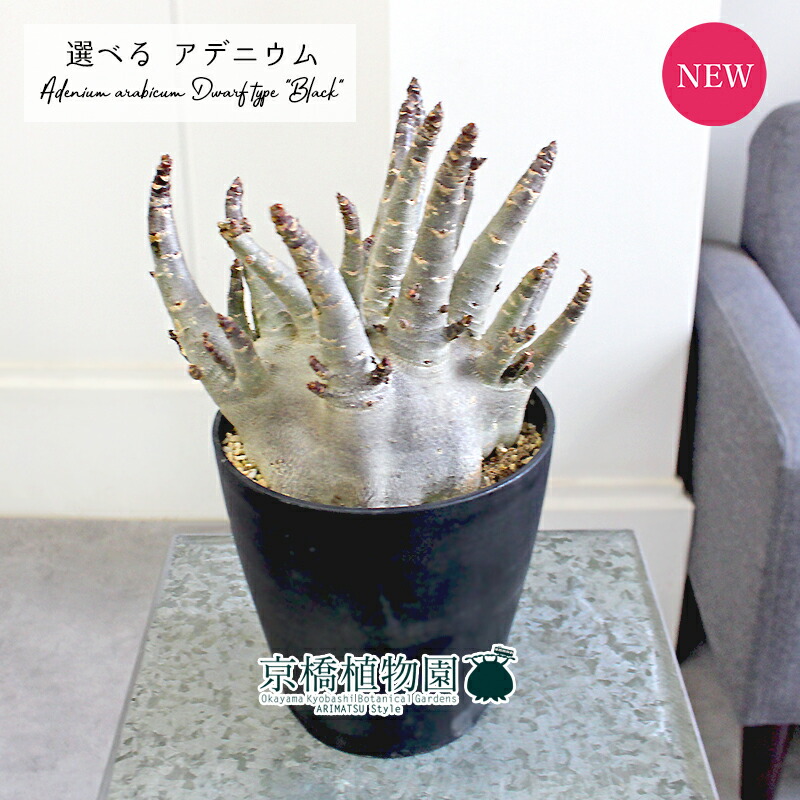 楽天市場】観葉植物/[ザ・ファームセレクト]アデニウム