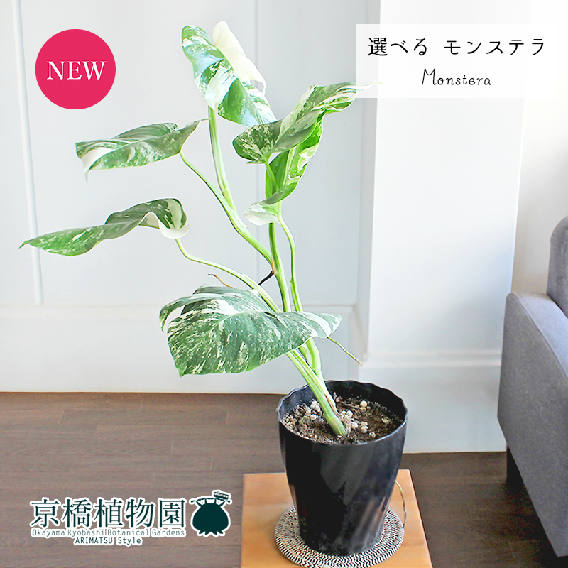 モンステラ 斑入り ホワイトタイガー 大株 56cm ボルシギアナ 希少 現物 楽天市場】モンステラ 斑入り ボルシギアナ ホワイトタイガー