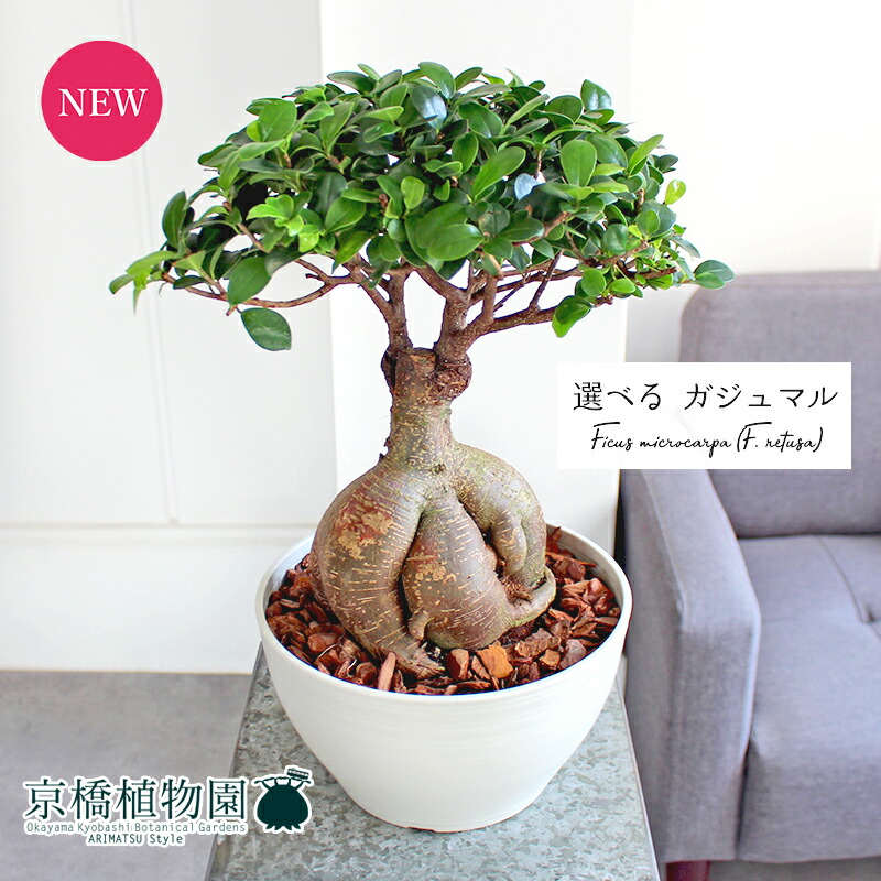 楽天市場】【現品】ボンバックス 8号 黒鉢【選べる観葉植物】【観葉