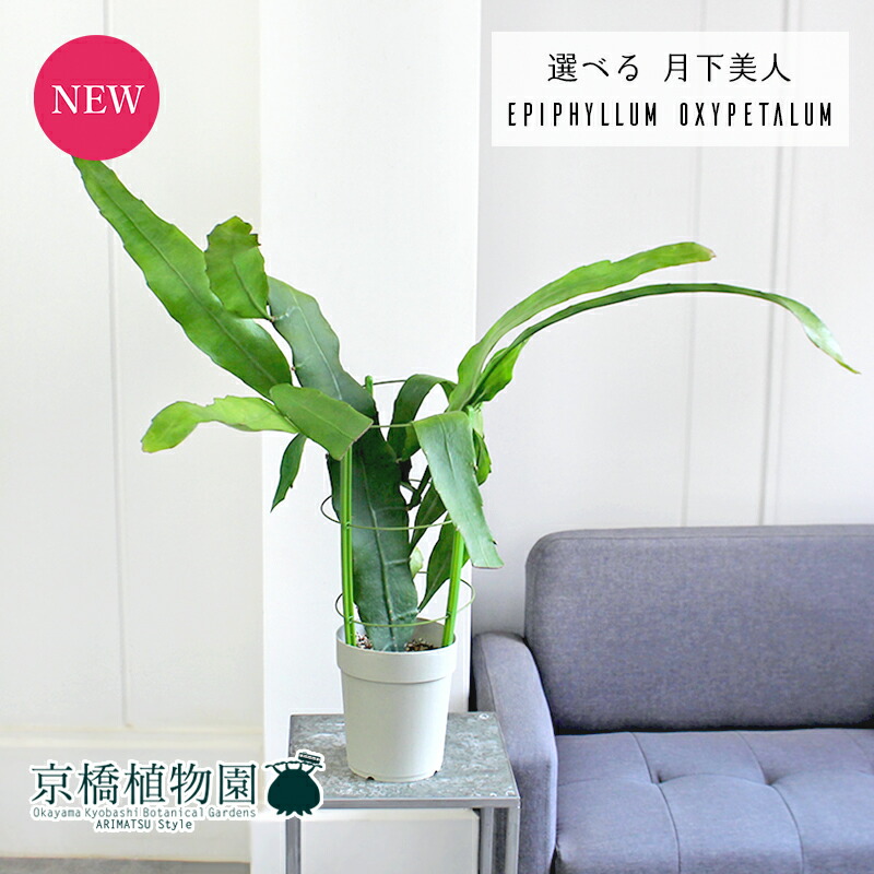 メル85316　クジャクサボテン　紅心　発根済み メル85316様専用 クジャクサボテン 紅心 発根済み