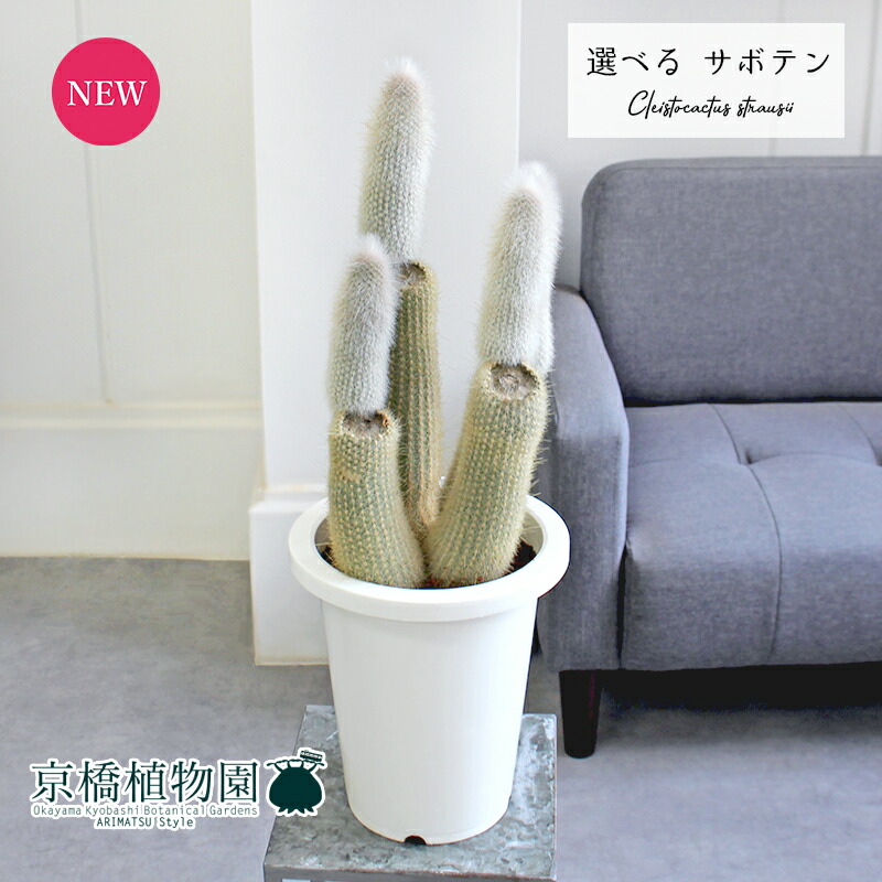楽天市場】【20日はP5倍！】【現品】サボテン 吹雪柱