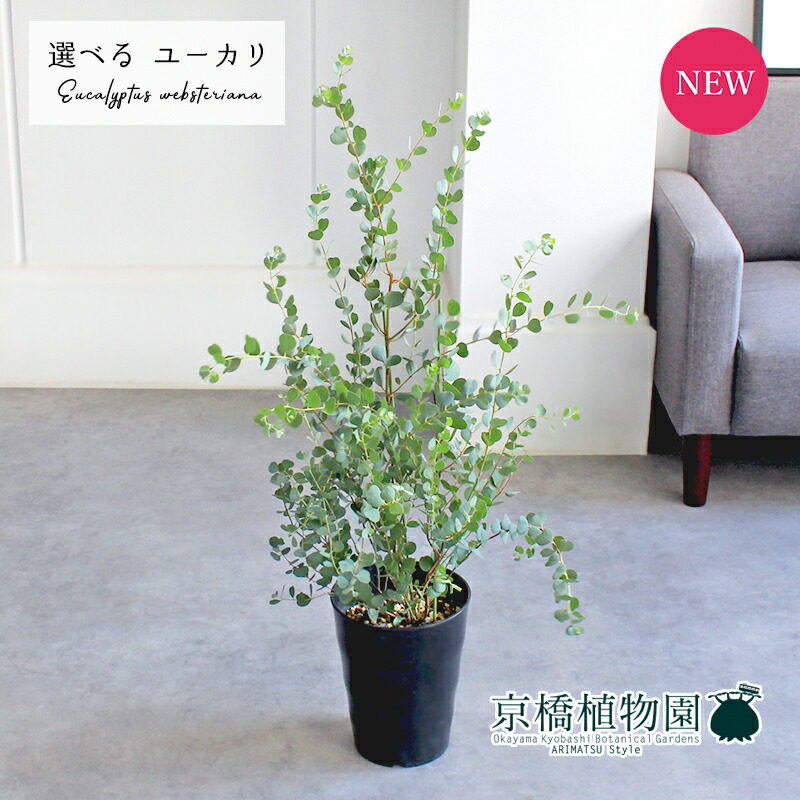 楽天市場】【マラソンクーポン有】【現品】ユーカリ・ハート 楽天市場】【マラソンクーポン有】【現品】ユーカリ・ハート