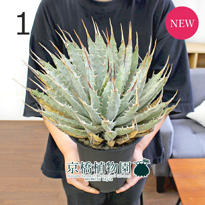 楽天市場】【1日はP7倍！】【現品】アガベ・ユタエンシス エボリスピナ 