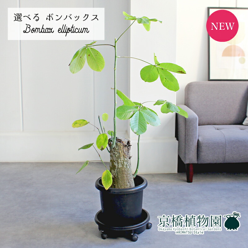 楽天市場】多肉植物 osプセウドボンバックス エリプチカム ボン