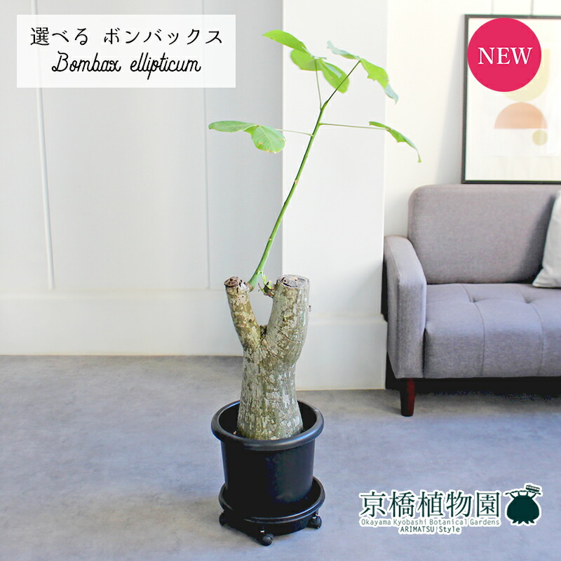 楽天市場】【現品】ボンバックス 8号 黒鉢【選べる観葉植物】【観葉 