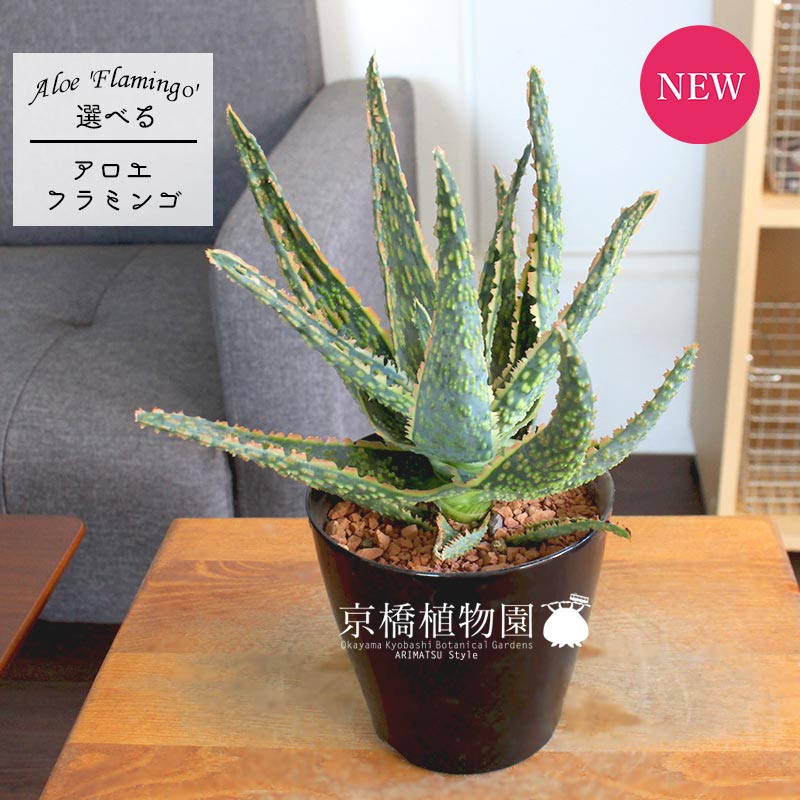 現品 アロエ フラミンゴ 3号数 1 5 選べる観葉植物 植物 ファーニチャー 盛装 大衆性 屋渡り祝儀 開店祝い 設営祝い 慶賀 オプチミズム メイルオーダー 鉢植え観葉 戴き物 プレゼント Foxunivers Com