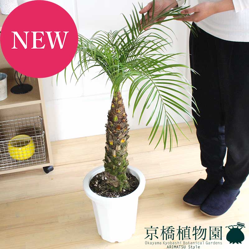 インテリアグリーンの定番 ギフト ロベ フェニックス ロベレニー 8号 お祝い 引越し祝い 人気 新築祝い 開店祝い 開店祝い 楽天 植物 インテリア 通販 観葉 おしゃれ お祝い ギフト プレゼント 花のアリマツ支店