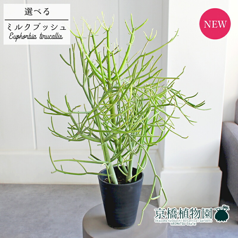 楽天市場】観葉植物：ミルクブッシュ*プラポット 4号 ミドリサンゴ