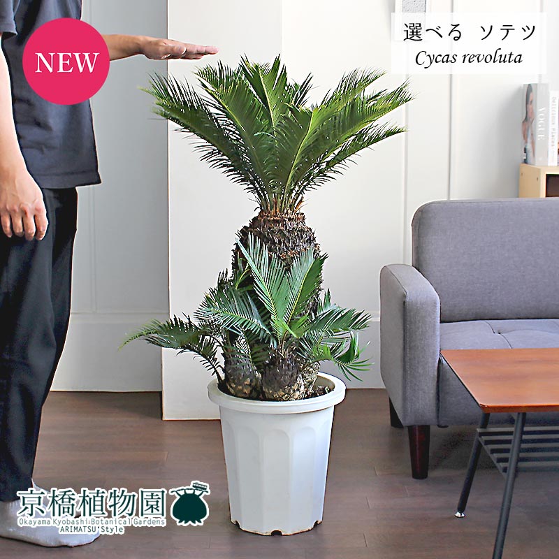 おしゃれ ギフト 花 観葉植物 現品 人気 通販 お祝い 観葉植物 花のアリマツ支店 置物 モダン 人気 植物 引越し祝い おしゃれ 鉢植え観葉 プレゼント 蘇鉄 ソテツ 選べる観葉植物 開店祝い 白鉢 楽天 新築祝い インテリア 植物 10号 インテリア 観葉