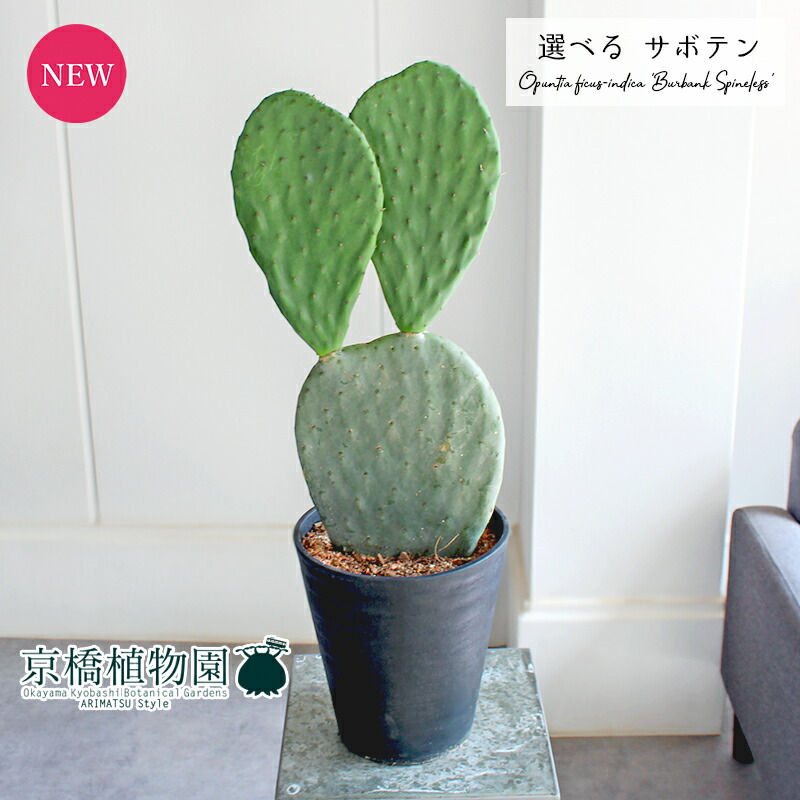 オプンチア　サンタリタ　5株セット 楽天市場】サボテン：オプンチア サンタリタ*幅10cm : 遊恵