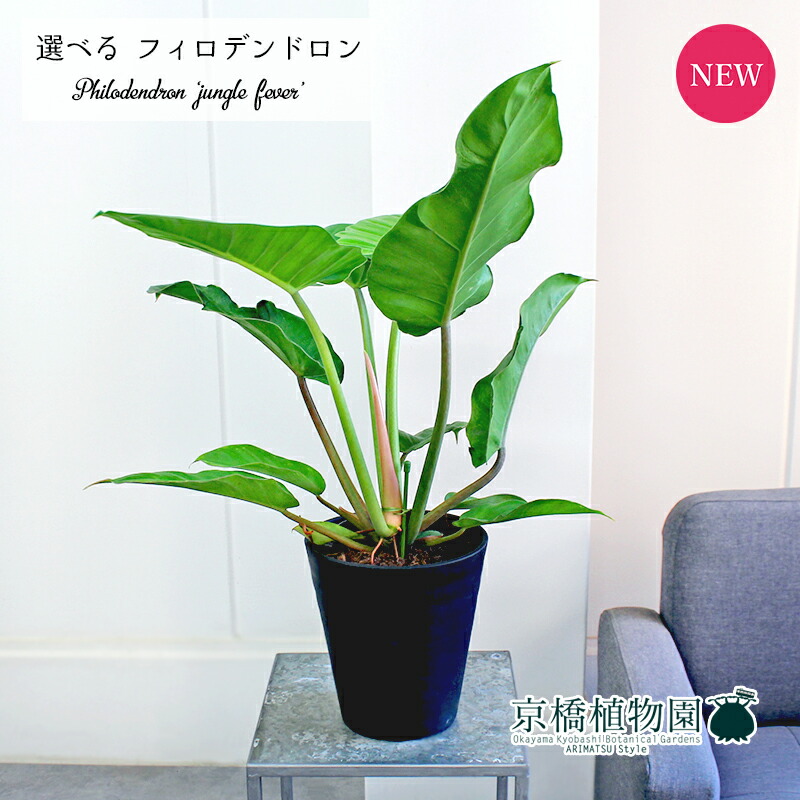 楽天市場】【送料無料】【写真現品】超レア！こんなの滅多に出ませんよ