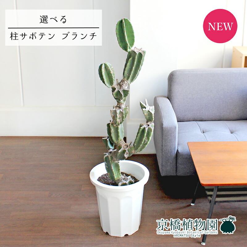m*y様 王冠竜　12号 楽天市場】【現品・現物】サボテン・王冠竜 （おうかんりゅう
