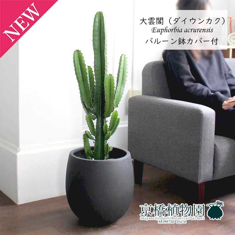【SS引き換え証あり】大雲閣（ダイウンカク）7号【軽気球鉢取りまかなう付き添い人/アンティーク赤銅色】【真っただ中大きさ/室内装飾/祝賀会/開店祝賀会/引き移る祝賀会/造営祝賀会/差し上げ物/差し上げ物/育て分かりやすい/観葉草木//通信販売/大型】