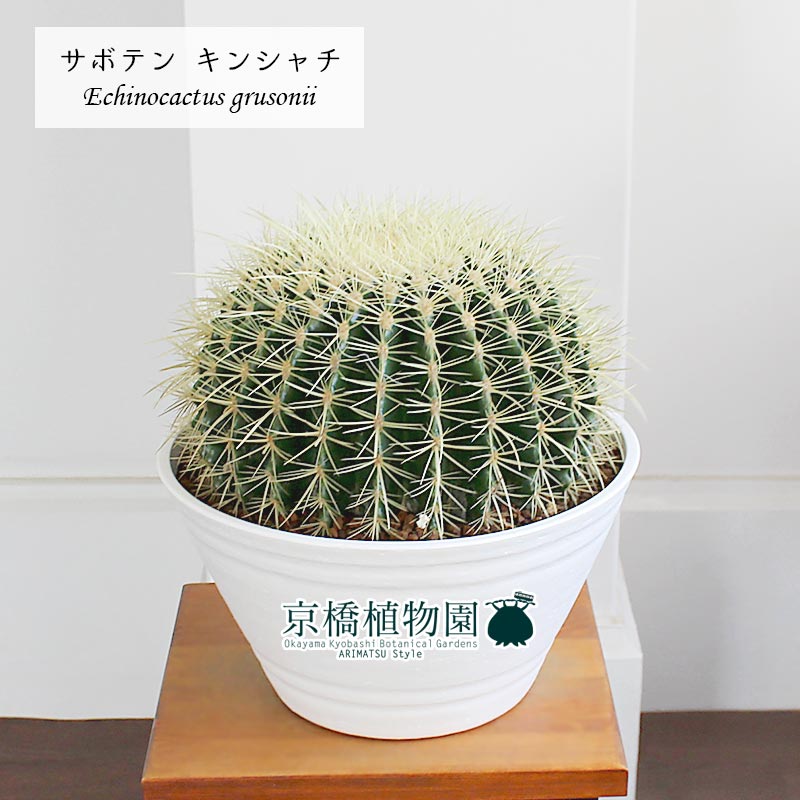 100 の保証 現品 サボテン 金鯱 キンシャチ 13号 白セラアート鉢 選べる観葉植物 植物 インテリア おしゃれ 人気 引越し祝い 開店祝い 新築祝い お祝い 通販 鉢植え観葉 ギフト プレゼント 好評継続中 Insfatima Com Ar